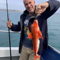 Red Gurnard